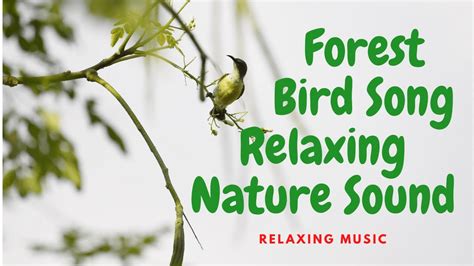 Relaxing Nature Sound And Forest Bird Song Youtube