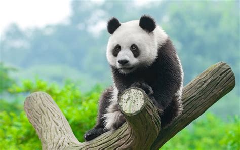 Download Wallpapers 4k Panda Wildlife Cute Bears Cute Panda Wild