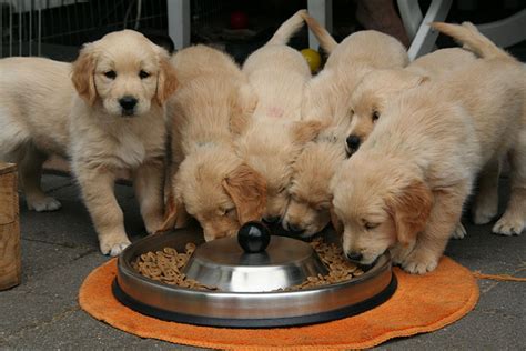 Guidelines For Caring For Golden Retrievers