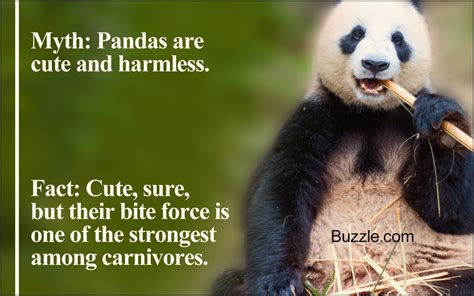 What Are Pandas Interesting Facts