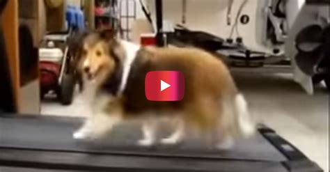 Weve All Cheated On The Treadmill But This Dog Does It In The