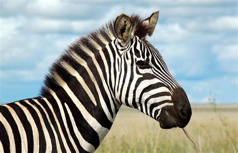 The Zebra One Of Africas Most Beautiful Creatures