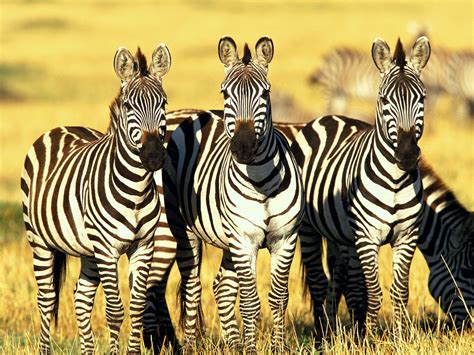 Burchells Zebras Masai Mara Kenya Wallpapers Hd Wallpapers Id 4928