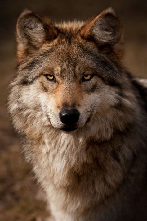 1000 Ideas About Gray Wolf On Pinterest Wolves Wolf Pup And