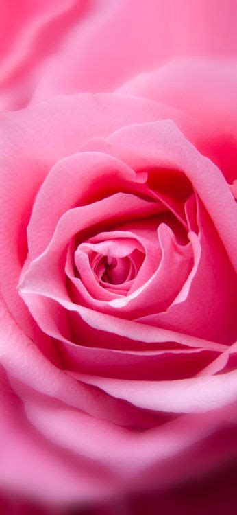 Wallpaper Rose Zoomed Rose Blue Rose Pink Flower Background