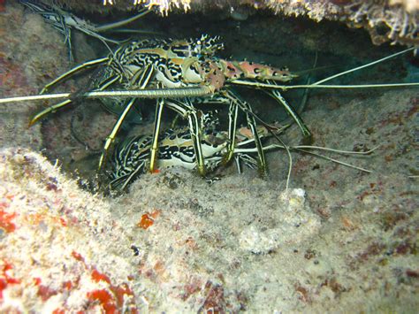 Diving Maldives 2009 Two Lobsters Christian Jensen Flickr