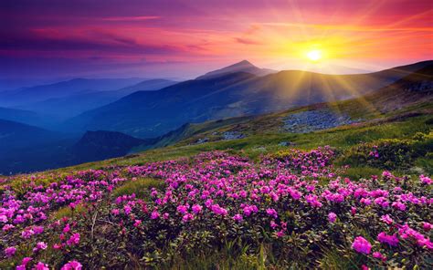2560x1600 Mountains Azalea Sunset Wallpaper Mountains Pinterest