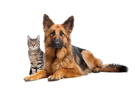 Are German Shepherds Good With Cats 2022 Guide