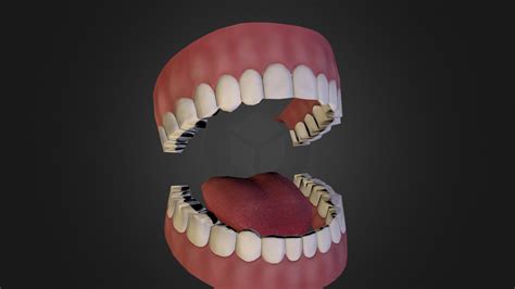 Mouth 3d Model By Focus 5e72fc5 Sketchfab