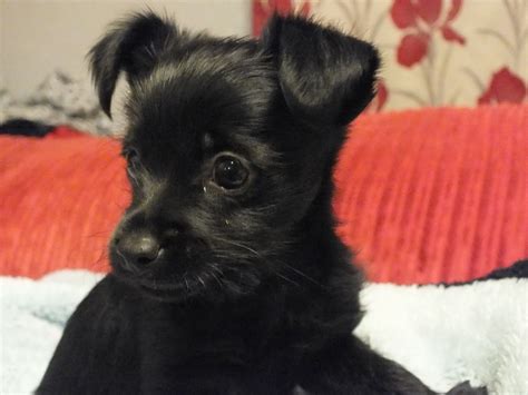 These are the smallest of all breeds. Black small dog for sale | Leamington Spa, Warwickshire ...