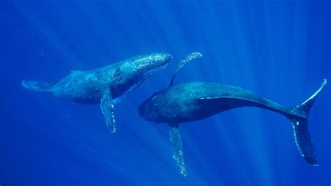 Bing Image Humpback Whales In Maui Hawaii Bing Wallpaper Gallery