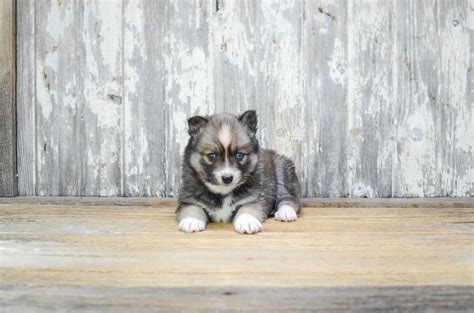 Browse through our breeder's listings and find your perfect puppy at the perfect price. Pomsky Puppies For Sale | Newark, NJ #190291 | Petzlover