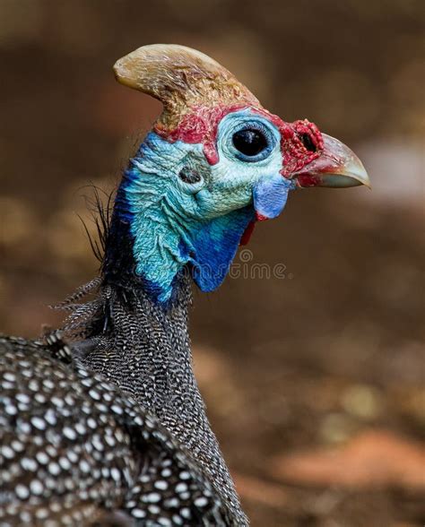 Guinea Fowl Stock Image Image Of Blue Africa Hunting 66671461