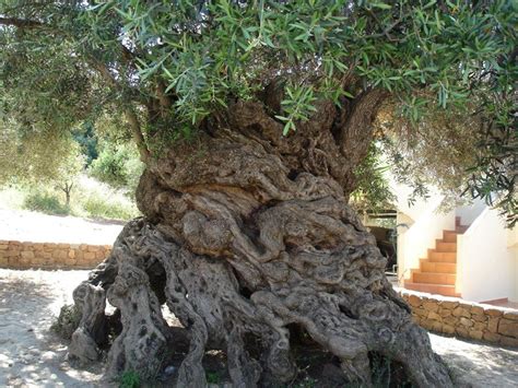 The Oldest Olive Tree In The World By Lois Berkihiser Natur Träd Och