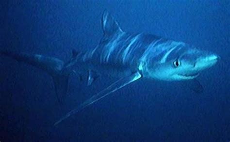 Blue Shark Prionace Glauca