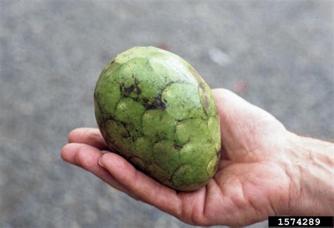 Joshua siskin exotic cherimoya tree is worth the effort. cherimoya, Annona cherimola (Magnoliales: Annonaceae ...