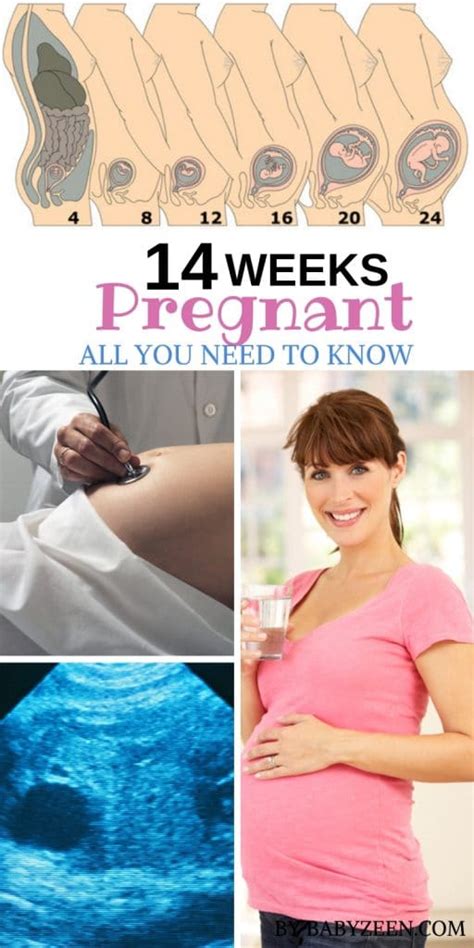 14 Weeks Pregnant Tips And Advice