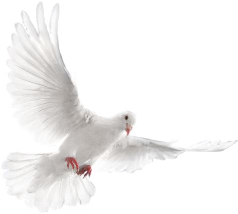 Wedding Doves Png
