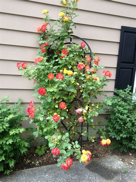 Our Fiesta Rose Is S Party Full Of Blooms Plants Bloom Outdoor