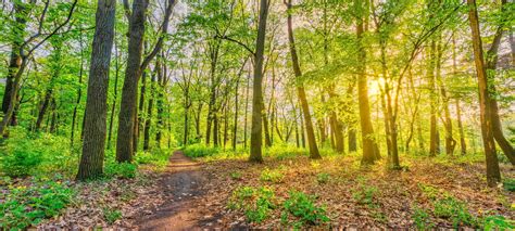 Beautiful Forest Path Panorama Landscape With Bright Sun Shining