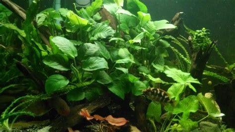 125g Congo River Biotope Plant Leaves Congo River Plants
