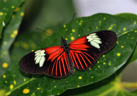 Black And Red Butterfly Photography Forum