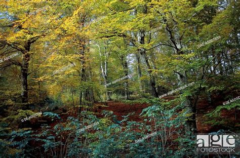 Common Beech Fagus Sylvatica In Lama Forest National Park Of The