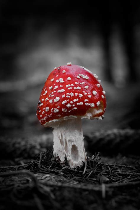 Download Free Photo Of Amanita Muscariabeautifulcloseupdangerousfly