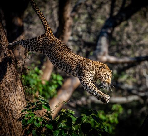 Leopard Jumping - Outdoor Photographer