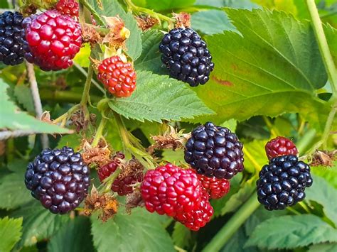 Growing Blackberries In The Uk For Beginners Krostrade Uk