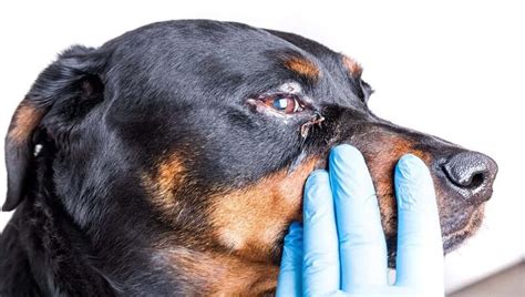 Home Remedies For Dog Eye Infection Petculiars