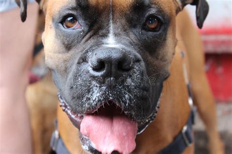 Boxer Dog Close Up With Tongue Out Stock Image Image Of Front