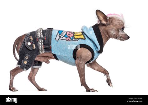 Side View Of Chinese Crested Dog 6 Years Old Dressed With Rock N Roll
