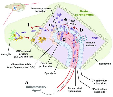 The Choroid Plexus Cp As A Checkpoint For Cell Mediated Immunity In