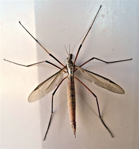 Большой комар как называется с длинными ногами фото