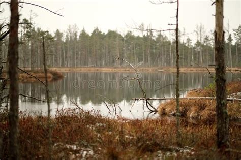 Swamp Landscape View With Dry Pine Trees Reflections In Water A Stock