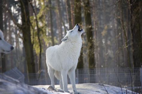 Howling Wolf In Snow Stock Photo Image Of Looking Looks 13228460