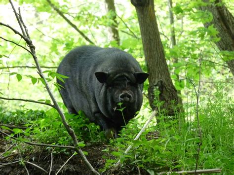 Signs Of Summer 8 Wild Pigs Ecologists Notebook