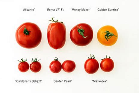 Mana Jenis Tomat Impor Yang Sesuai Selera Anda Bibitbunga Com