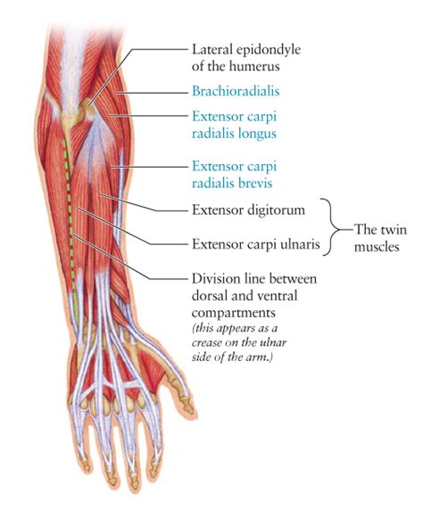 Human Anatomy For The Artist September 2011