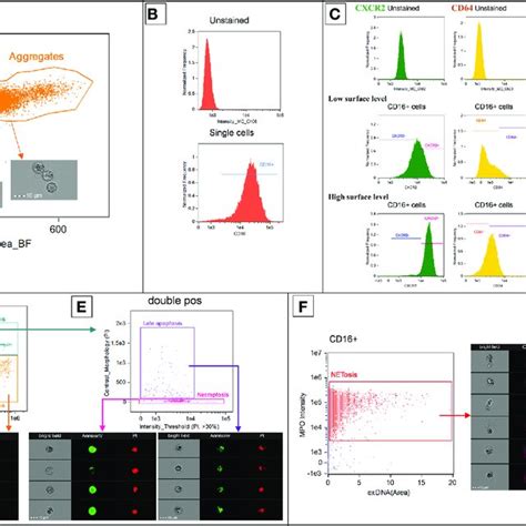 Representative Diagrams Showing The Flow Cytometry Gating Strategy