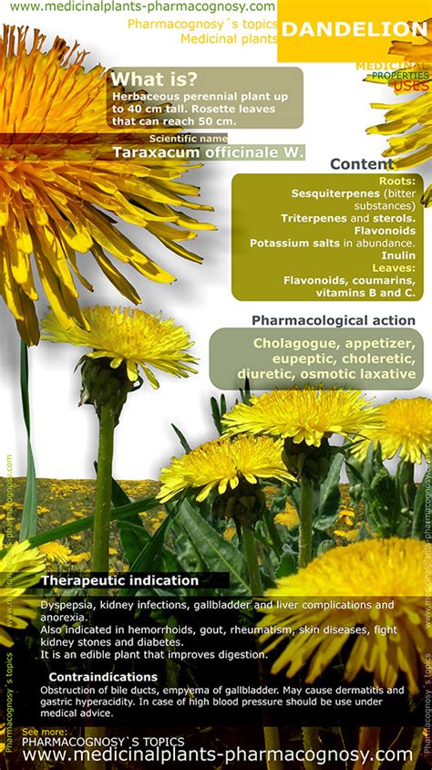 Dandelion Benefits Infographic Pharmacognosy Medicinal Plants