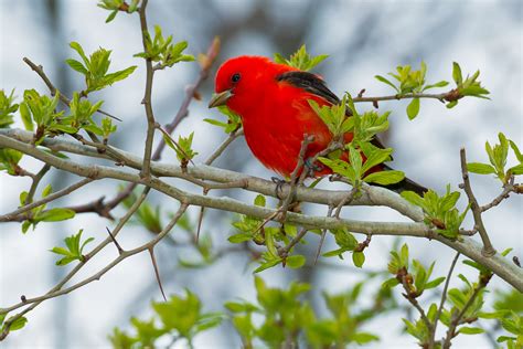 Scarlet Tanager Audubon Field Guide