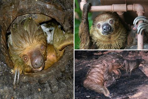 Colony Of Poo Eating Sloths Found Lurking In Toilets And Devouring