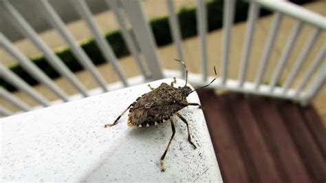 How To Get Rid Of Stink Bugs Before They Take Over Your House