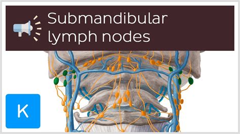 Submandibular Lymph Nodes Anatomical Terms Pronunciation By Kenhub
