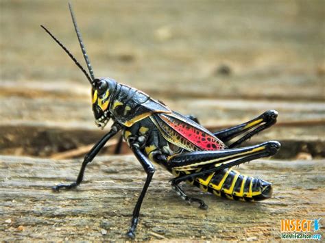 Category Grasshopper Or Cricket Common Name Southeastern Lubber