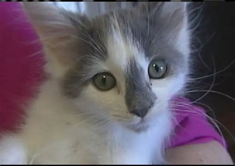 Maine Teen Girls Sentenced For Putting Kitten In Microwave Life With Cats