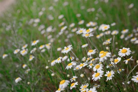 Wild Camomile Daisy Flowers Growing On Green Meadow Stock Image