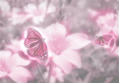 Pink Butterfly Backgrounds Wallpaper Cave